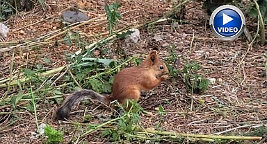 Ormanın maskotu sevimli sincaplar...