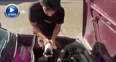 Otomobilin motoruna sıkıştı! Vatandaş yardıma koştu