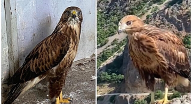 Özgürlüğe kanat çırptılar