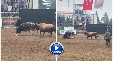 Rakibinden kaçan boğa bakıcısını yere serdi