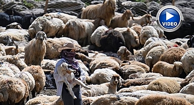 Sağım için zorlu yolları aşıyorlar