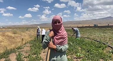 Şeker pancarı tarlalarına kadın eli