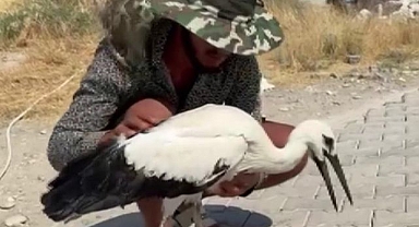 Sıcaktan bayılan leyleği köylüler kurtardı