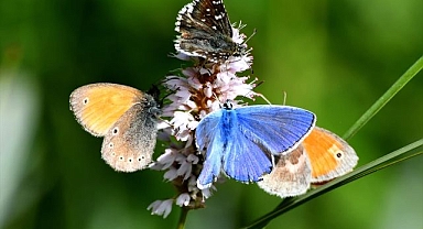 Soğuk iklime sahip o ilçede 