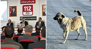 Sokak hayvanları mercek altında