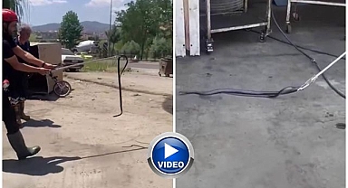 Tamircide yılan paniği!