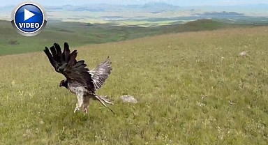 Tedavileri tamamlanan yaban hayvanları doğayla buluştu