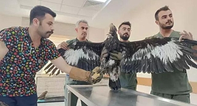 Tedavilerinin ardından doğaya salındılar