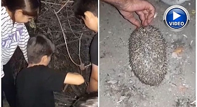 Tellere takılan kirpiyi çocuklar kurtardı