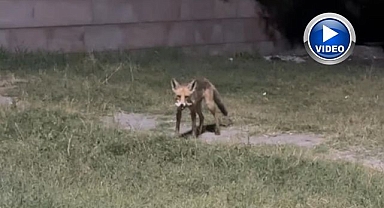 Tilkilere ziyafet, doğaya ihanet!