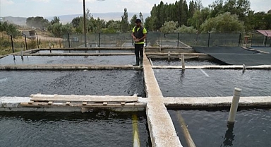 Tonlarca yavru balık üretiliyor