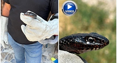 Tuvaletten yılan çıktı!