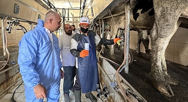 Uçak değil, bu kez inek kurtarıyorlar