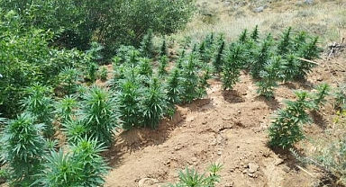 Uyuşturucu operasyonu: 2 bin 365 kök kenevir ele geçirildi
