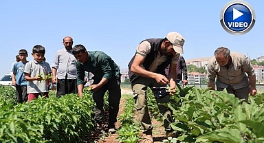 Vatandaş sebzeye doyacak
