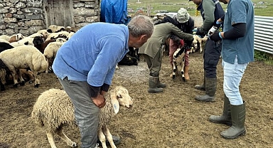 Veteriner hekimler hastalıkları önlemek için yaylalarda