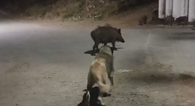 Yaban domuzları şehre indi