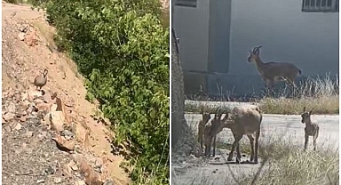 Yaban hayatı kameralara yansıdı