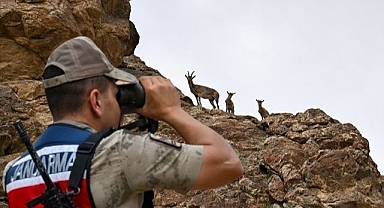 Yaban keçileri jandarmanın korumasında