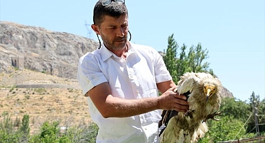Yaralı akbaba tedavi altına alındı