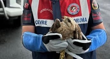 Yaralı kızıl şahin korumaya alındı