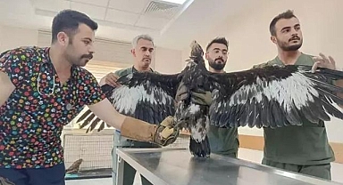 Yaralı kuşların tedavilerini yaptılar
