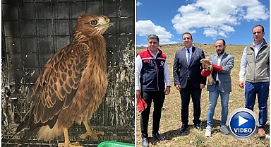 Yaralı şahin tedavisinin ardından doğaya bırakıldı
