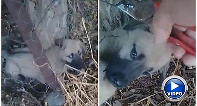 Yavru köpeği vatandaşlar kurtardı