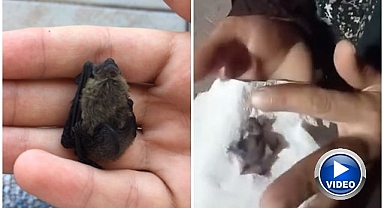 Yavru yarasayı ekiplere teslim etti