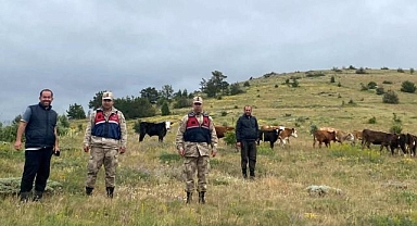 Yayladan kaybolan hayvanları jandarma buldu