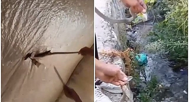 Yılanlar evin tavanına yuva yaptı