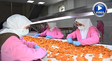 Zirai dona rağmen kuru kayısı ihracatı devam ediyor