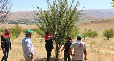10 binin üzerinde vişne ağacı dikerek zoru başardı