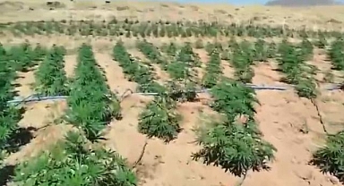 23 bin kök kenevir bitkisi ele geçirildi