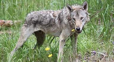 50'nci kurt da radar altında