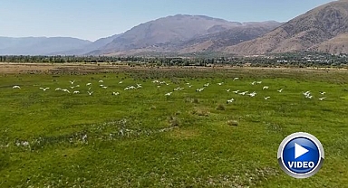 Afrika’dan göç eden leylek sürüsü kentte mola verdi