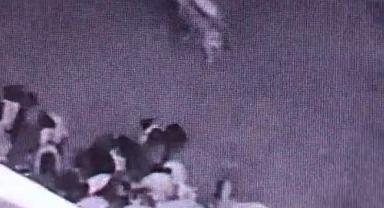 Ahıra giren kurt sürüye saldırdı