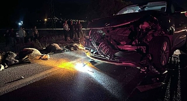 Aracın çarptığı onlarca hayvan telef oldu!