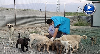 Atık gıdalar mamaya dönüşüyor