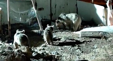 Ayı ailesi şantiyede yiyecek aradı