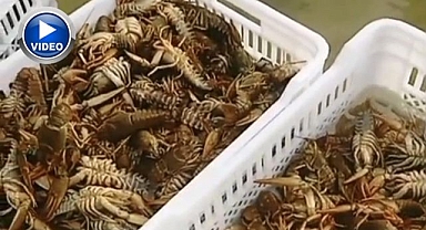 Balıkçılar gördükleri manzaraya inanamadı!