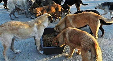 Belediye bütçelerinin binde 5'i sokak hayvanlarına