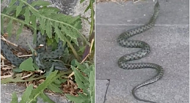 Caddede görülen yeşil yılan korkuttu