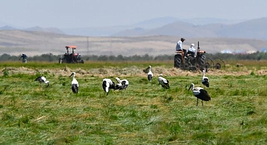 Çiftçiler hasada başladı, leylekler çayırları şenlendirdi