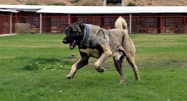 Çoban köpeklerine mikroçip takılacak   