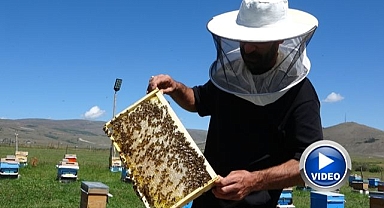Coğrafi işaretli balın hasadı başladı
