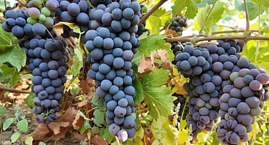 Coğrafi işaretli üzümün bağ bozumu başladı
