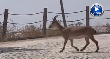 Dağ keçileri yiyecek ararken görüntülendi