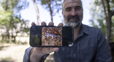 Dağlarda yeni bir tür tespit edildi