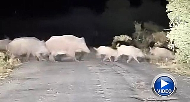 Domuz sürüsü köy yolunda görüntülendi